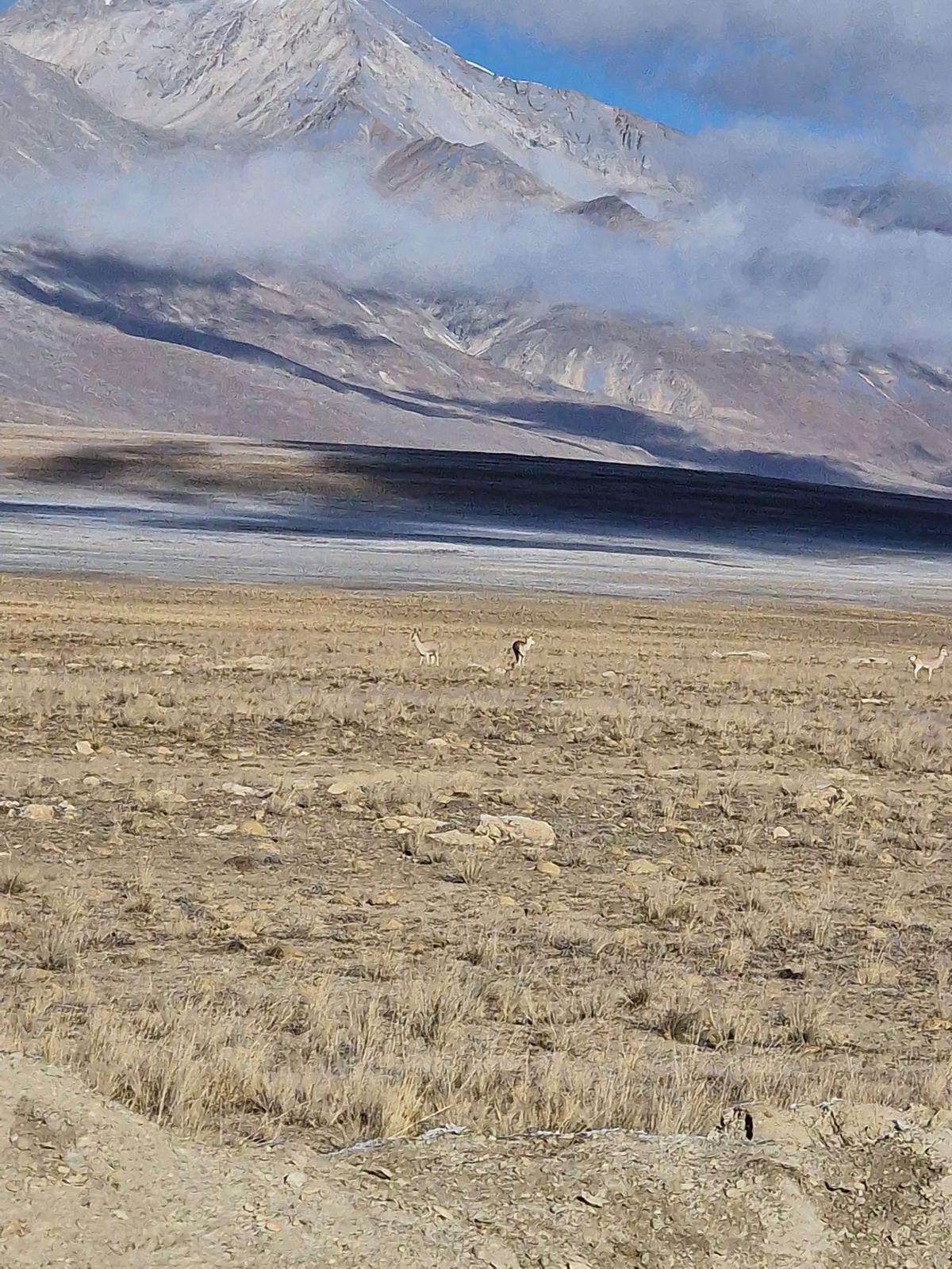 Wildlife in Mountains