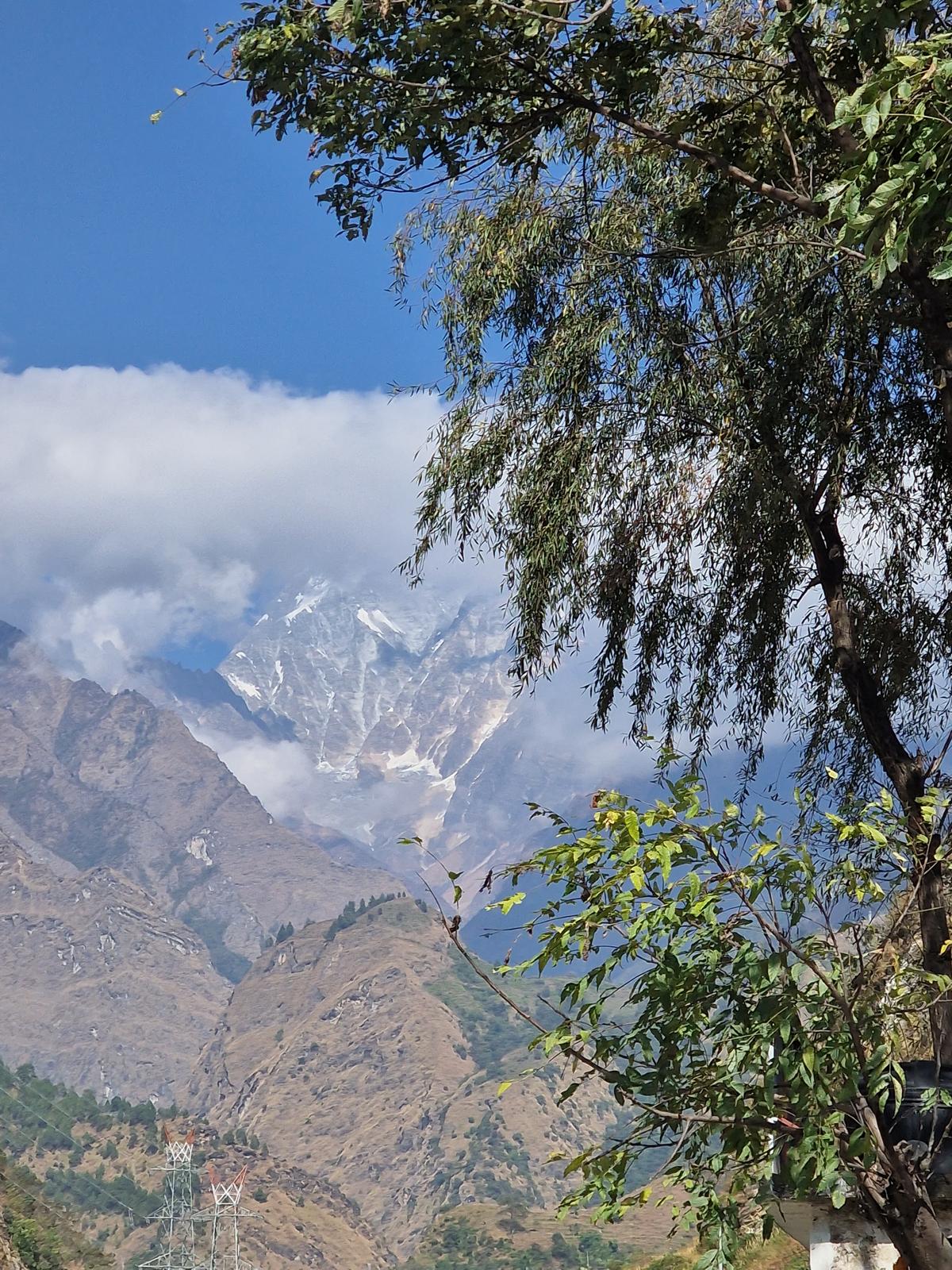 Snow-capped Peak Through Trees